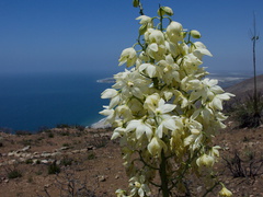 Yucca-whipplei-flowering-Chumash-2014-06-16-IMG 4096