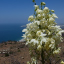 Yucca-whipplei-flowering-Chumash-2014-06-16-IMG 4096