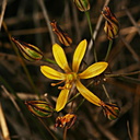bloomeria-crocea-yellow-fls-3-2007-06-08