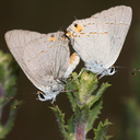 butterfly-pair-Lycaenidae-hairstreak-Pt-Mugu-2010-06-16-IMG 1245