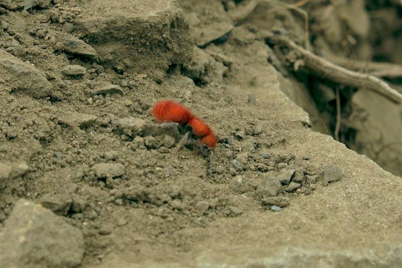 red-velvet-ant-Chumash-trail-2015-06-26-IMG_5132.jpg
