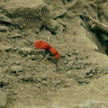 red-velvet-ant-Chumash-trail-2015-06-26-IMG 5132