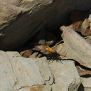 tarantula-wasp-Chumash-2014-06-16-IMG 4100
