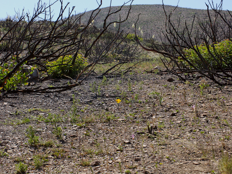 view-of-regenerating-hillside-one-year-after-fire-Chumash-2014-06-02-IMG_3907.jpg