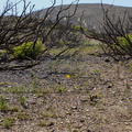 view-of-regenerating-hillside-one-year-after-fire-Chumash-2014-06-02-IMG 3907