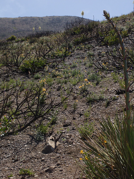 view-regenerating-hillside-one-year-after-fire-with-sticky-monkeyflower-Chumash-2014-06-02-IMG_3926.jpg