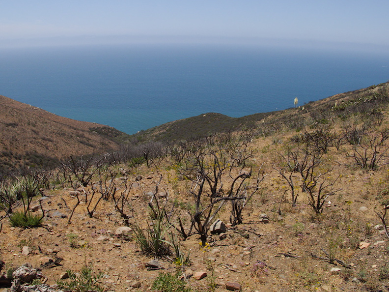 view-south-facing-hillside-regenerating-one-year-after-fire-Chumash-2014-06-02-IMG_3965.jpg