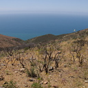 view-south-facing-hillside-regenerating-one-year-after-fire-Chumash-2014-06-02-IMG 3965