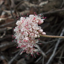 Eriogonum-fasciculatum-California-buckwheat-Chumash-Trail-Pt-Mugu-2012-07-13-IMG 2222