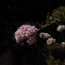 Eriogonum-fasciculatum-California-buckwheat-Pt-Mugu-2012-07-17-IMG 2282