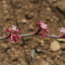 Eriogonum-nudum-naked-buckwheat-Chumash-Trail-Pt-Mugu-2012-07-13-IMG 2225