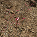 Eriogonum-nudum-naked-buckwheat-Chumash-Trail-Pt-Mugu-2012-07-13-IMG 2229
