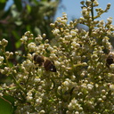 Malosma-laurina-laurel-sumac-flowering-Pt-Mugu-2010-07-15-IMG 6314