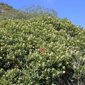 Malosma laurina bush3-2003-07-26