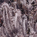 Phacelia cicutaria late infl4-2003-07-26