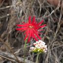 Silene-laciniata-fringed-pink-Chumash-Trail-Pt-Mugu-2012-07-13-IMG 2217