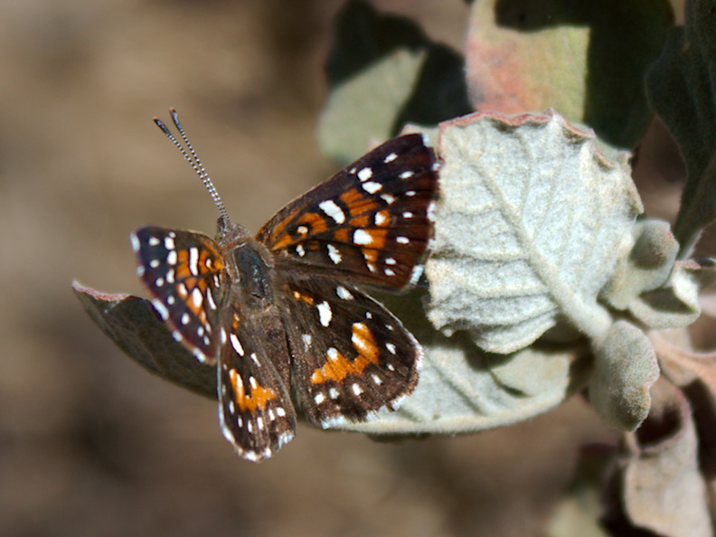 checkerspot-butterfly-Chumash-trail-2015-07-10-IMG_1046.jpg