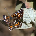 checkerspot-butterfly-Chumash-trail-2015-07-10-IMG 1046