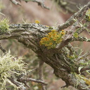 golden-eye-lichen-Teloschistes-chrysophthalmus-and-armored-fog-lichen-Niebla-homalea-Chumash-trail-Pt-Mugu-2012-08-23-IMG 2724