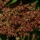 rhus-ovata-fls-with-young-red-berries-4-2007-08-13