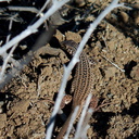 western-side-blotched-lizard-Uta-stansburiana-Chumash-trail-2015-07-06-IMG 1036