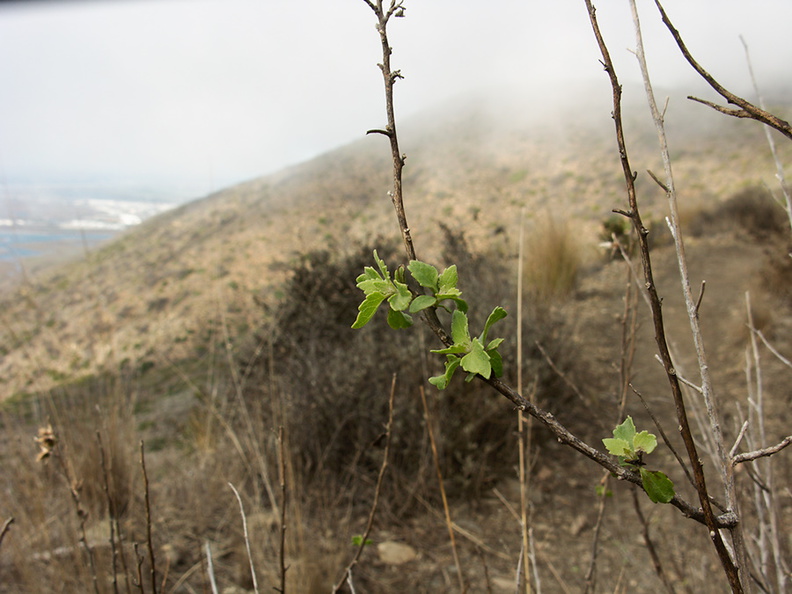 Brickellia-californica-brickellbush-leaves-sprout-after-rain-Chumash-2012-11-19-IMG_2900.jpg