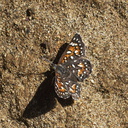 butterfly-orange-grey-white-spotted-Lepidoptera-Pt-Mugu-2011-10-06-IMG 9820