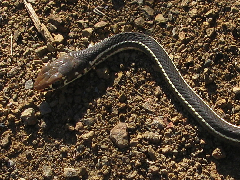 garter-snake-mugu-2008-11-06-IMG_1537.jpg