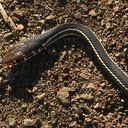 garter-snake-mugu-2008-11-06-IMG 1537