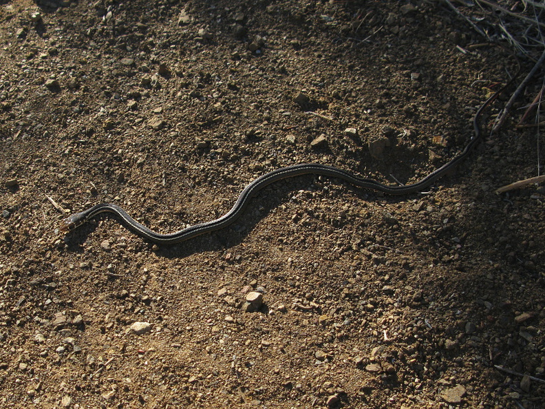 garter-snake-mugu-2008-11-06-IMG_1538.jpg