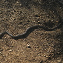 garter-snake-mugu-2008-11-06-IMG 1538