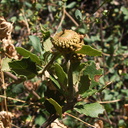 Quercus-berberidifolia-scrub-oak-acorn-Rose-Valley-Falls-Trail-Ojai-2011-08-14-IMG 9553