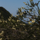 Adenostoma-fasciculatum-chamise-Santa-Monica-Mts-Sandstone-Peak-2012-05-13-IMG 4827