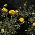 Asteraceae-indet-Sandstone-Peak-2009-04-05-IMG 2663