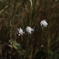 Asteraceae-indet-Senecio-sp-Sandstone-Peak-2009-04-05-IMG 2666