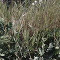 Asteraceae-indet-Senecio-sp-Sandstone-Peak-2009-04-05-IMG_2667.jpg