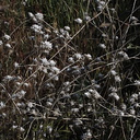 Asteraceae-indet-Senecio-sp-Sandstone-Peak-2009-04-05-IMG 2669