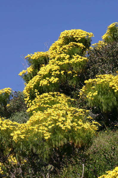 Coreopsis-gigantea-mass-blooming-Santa-Monica-mts-2008-03-21-img_6573.jpg