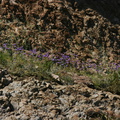Dichelostemma-capitatum-blue-dicks-mass-bloom-on-cliff-Santa-Monica-mts-2008-03-21-img 6542