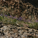Dichelostemma-capitatum-blue-dicks-mass-bloom-on-cliff-Santa-Monica-mts-2008-03-21-img 6542