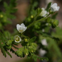 Eucrypta-chrysanthemifolia-Santa-Monica-mts-2008-03-21-img 6493
