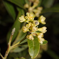 Umbellularia-californica-California-bay-laurel-flowering-Sandstone-Peak-trail-Santa-Monica-Mts-2015-02-16-IMG 0386