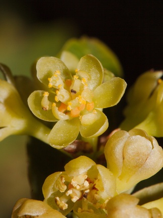 Umbellularia-californica-California-bay-laurel-flowering-Sandstone-Peak-trail-Santa-Monica-Mts-2015-02-16-IMG 0392