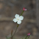indet-Onagraceae-Gayophytum-humile-dwarf-groundsmoke-Santa-Monica-Mts-Sandstone-Peak-2012-05-13-IMG 4805