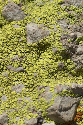 lichen-Santa-Monica-Mts-Sandstone-Peak-2012-05-13-IMG 4770