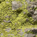 lichen-Santa-Monica-Mts-Sandstone-Peak-2012-05-13-IMG_4770.jpg