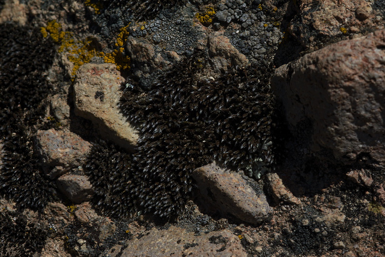 moss-hyaline-awn-dormant-Santa-Monica-Mts-Sandstone-Peak-2012-05-13-IMG_4760.jpg