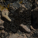 moss-hyaline-awn-dormant-Santa-Monica-Mts-Sandstone-Peak-2012-05-13-IMG 4760