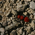 red-velvet-ant-Santa-Monica-mts-2008-03-21-img 6551