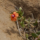 Anagallis-arvensis-scarlet-pimpernel-Sage-Ranch-2015-05-26-IMG 5047